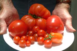 tomatoes