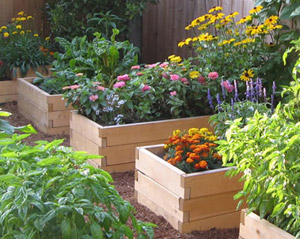 Raised Bed Garden