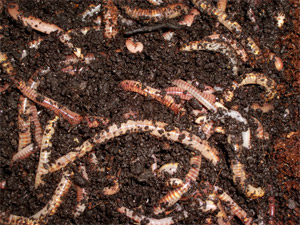 Pecular Plants and Places of Peru